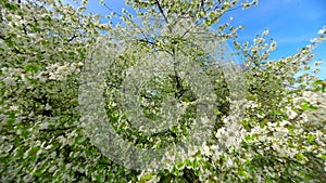 Smooth FPV Flight through blooming trees with white flowers in spring