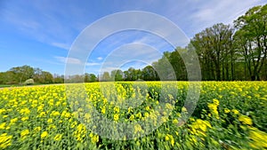 Smooth FPV flight over a yellow rapeseed field in spring.