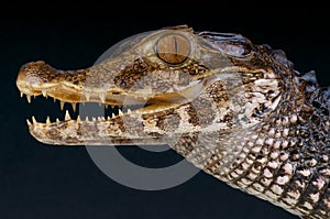 Smooth-fronted dwarf caiman / Paleosuchus trigonatus