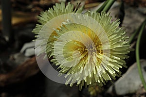 `Smooth Golden Fleece` flower - Urospermum Dalechampii