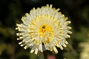 Smooth Golden Fleece Urospermum dalechampii