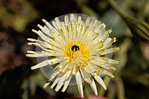 Smooth Golden Fleece Urospermum dalechampii