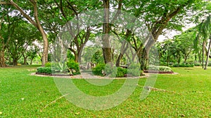 Smooth green grass lawn in good care maintenance garden, decorated with flowering plant, shrub and bush under shading trees