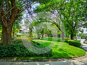 Smooth green grass lawn, greenery trees and shrub in a good maintenance landscape and garden, gray curve pattern walkway