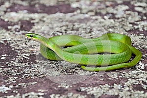 Smooth Green Snake