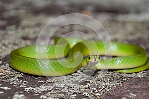 Smooth Green Snake