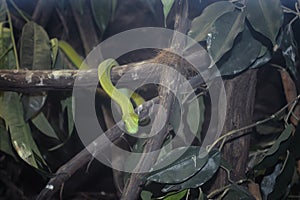 Smooth green snake closeup
