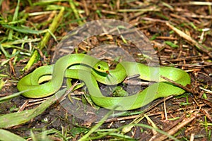 Smooth Green Snake (Opheodrys vernalis) photo
