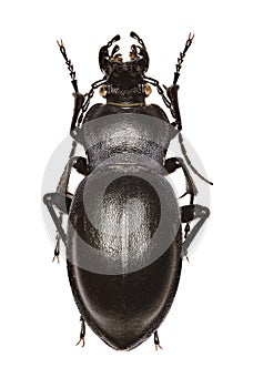 Smooth Ground Beetle on white Background