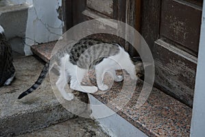 A smooth-haired black-gray-white cat climbed onto the threshold of an old house. Rhodes, Greece