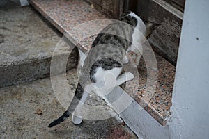 A smooth-haired black-gray-white cat climbed onto the threshold of an old house. Rhodes, Greece