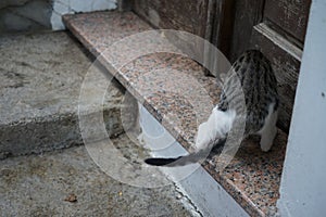 A smooth-haired black-gray-white cat climbed onto the threshold of an old house. Rhodes, Greece