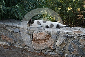 A smooth-haired black-gray-white cat lies on a stone fence near oleander bushes in the vicinity of the city of Lindos.