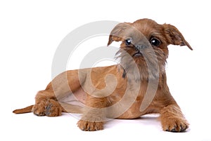 Smooth haired Brussels Griffon puppy