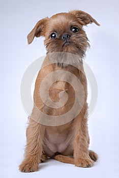 Smooth haired Brussels Griffon puppy