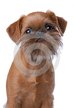 Smooth haired Brussels Griffon puppy