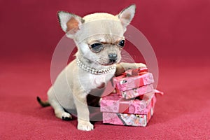 Smooth-haired Chihuahua puppy with gift boxes