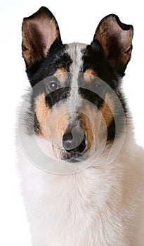 Smooth haired collie