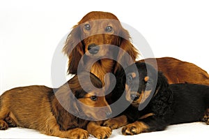 SMOOTH-HAIRED DACHSHUND AND LONG-HAIRED DACHSHUND, FEMALE WITH PUPS