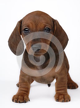 Smooth-haired Dachshund puppy