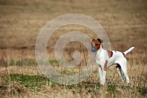 Smooth-haired fox terrier