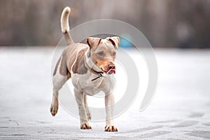 Smooth-haired Fox Terrier proudly running by the white frozen lake in winter. The purebred dog has a light brown face, sticks out