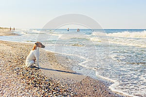 Smooth Fox Terrier stands. The Smooth Fox Terrier stands in the park.A smooth-haired fox terrier is sitting. A smooth-haired fox