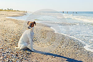 Smooth Fox Terrier stands. The Smooth Fox Terrier stands in the park.A smooth-haired fox terrier is sitting. A smooth-haired fox