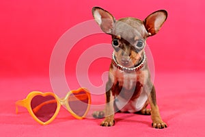 Smooth-haired Russkiy toy Russian toy terrier puppy