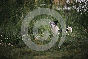 Smooth haired white and black Jack Russell Terrier on walk in park. Dog stands on green grass and carefully looks ahead hunting.