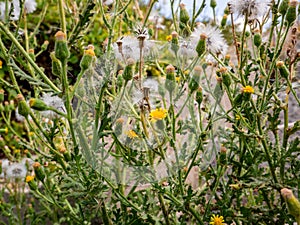Smooth hawksbeard Crepis capillaris covered with fluff of flowering flowers