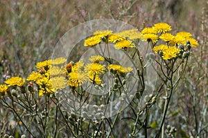 Smooth hawksbeard flower