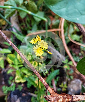 Smooth Hawksbread or Crepis Capillaris Flower in Yellow photo