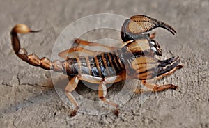 Smooth Head Digging Scorpion