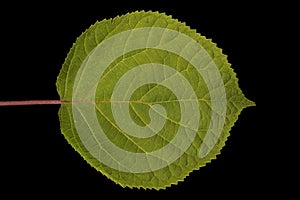 Smooth Hydrangea (Hydrangea arborescens). Leaf Closeup