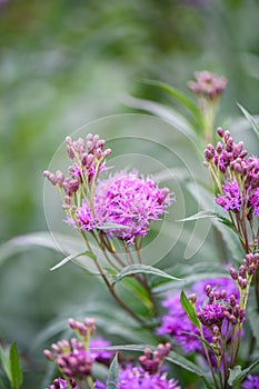 Smooth ironweed Vernonia fasciculata, brilliant purple flower and buds