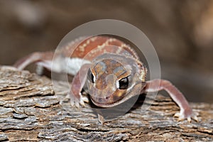 Smooth Knob-tail Gecko