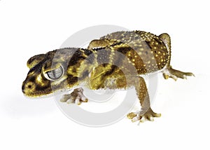 Smooth Knob Tail Gecko