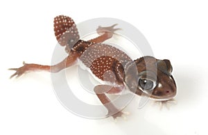 Smooth Knob-tailed Gecko