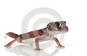 Smooth Knob-tailed Gecko