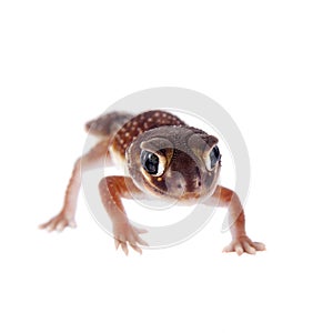 Smooth Knob-tailed Gecko on white