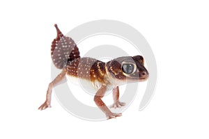 Smooth Knob-tailed Gecko on white