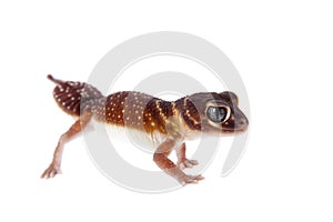 Smooth Knob-tailed Gecko on white