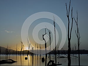 Smooth lake at blue light, dead trees silhouetted and reflected in water.