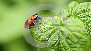 Smooth leaf beetle Clytra laeviuscula suborder nemonious Polyphaga. Beetle with red wings with black dots on raspberry leaf