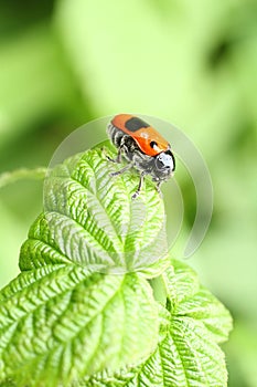 Smooth leaf beetle Clytra laeviuscula suborder nemonious Polyphaga. Beetle with red wings with black dots on raspberry leaf