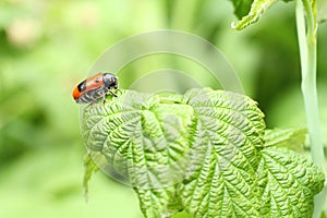 Smooth leaf beetle Clytra laeviuscula suborder nemonious Polyphaga. Beetle with red wings with black dots on raspberry leaf