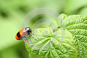 Smooth leaf beetle Clytra laeviuscula suborder nemonious Polyphaga. Beetle with red wings with black dots on raspberry leaf photo