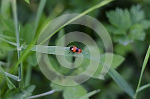 Smooth leaf beetle Clytra laeviuscula suborder nemonious Polyphaga. Beetle with red wings with black dots photo