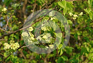 Smooth-leaf Elm Ulmus carpinifolia